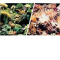 Marine Reef / Coral Background 12"