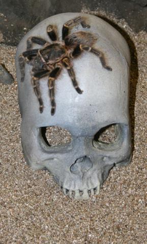 Grey Human Skull Hide
