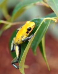 Gold Bicolor Arrow Frogs