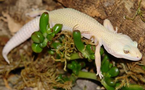 Sub Adult Leucistic Leopard Geckos