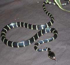 Malaysian Black & White Mangrove Snakes