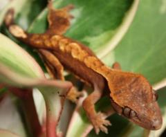 Baby Crested Geckos w/stub tails