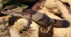 Sub Adult African Fat Tailed Geckos