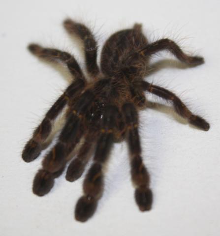 Fringed Ornamental Spiderlings
