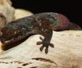 Fish Scaled Geckos