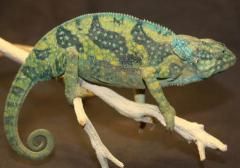 Mozambique Blue Eared Flapneck Chameleons