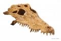 Exo Terra Crocodile Skull Terrarium Decor