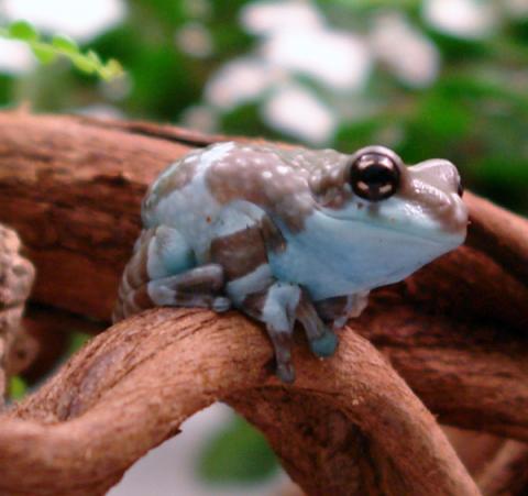 Sub Adult Amazon Milk Frogs