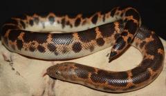 Saharan Sand Boas