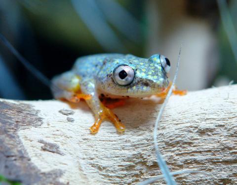 Madagascar Starry Night Reed Frogs