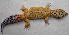 Adult Hypo Red Striped Leopard Geckos