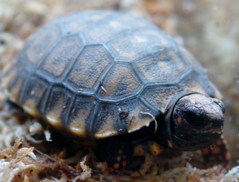 Baby Yellow Foot Tortoises