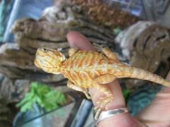 Baby Red Silkie Bearded Dragons