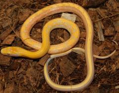 Baby Albino Chinese Beauty Snakes