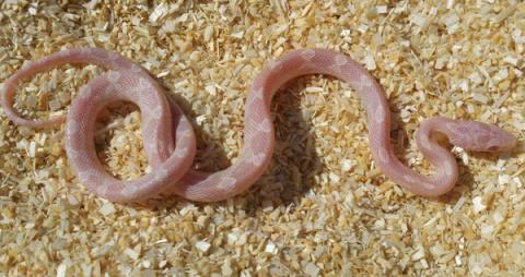 Baby Avalanche Cornsnakes