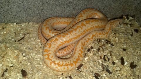 Sub Adult Albino Whitewater Rosy Boas