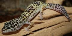 Adult High Yellow Leopard Geckos w/regrown tails