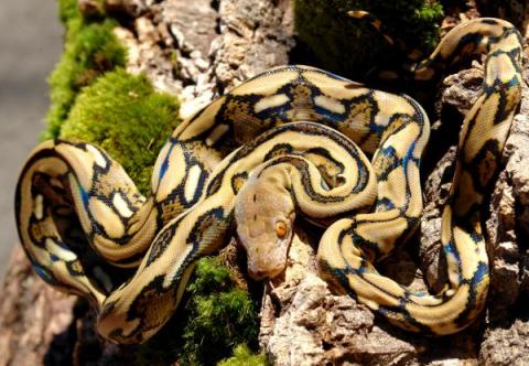 Baby Tiger Reticulated Pythons