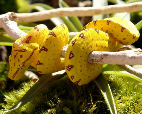 Baby Yellow Manokwari Green Tree Pythons for sale