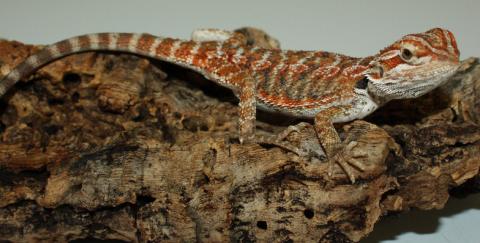 Baby Hypo Red Leatherback Bearded Dragons