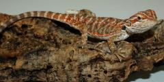 Small Hypo Red Leatherback Bearded Dragons