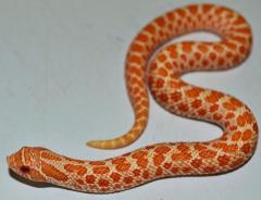 Baby Female "Extreme Red" Albino Western Hognose Snakes