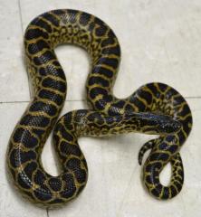 Baby Yellow Anacondas