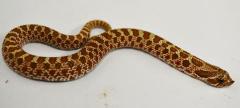 Baby Female Western Hognose Snakes