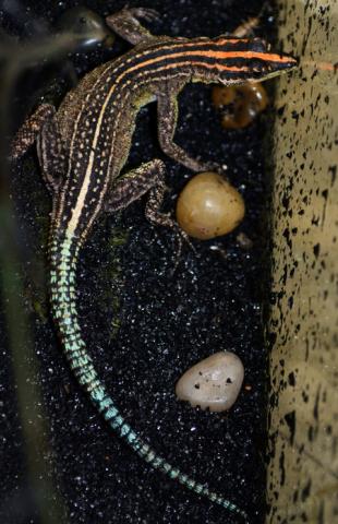 Rhodesian Flat Rock Lizards For Sale