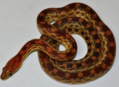 Baby Baja Cape Gopher Snakes