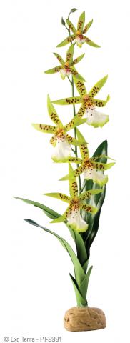 Exo Terra Spider Orchid Plant