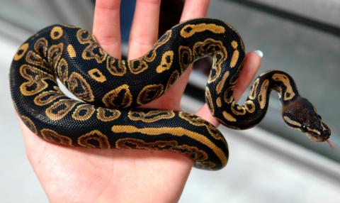 Baby Black Pastel Ball Pythons