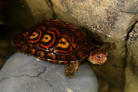 Ornate Wood Turtles