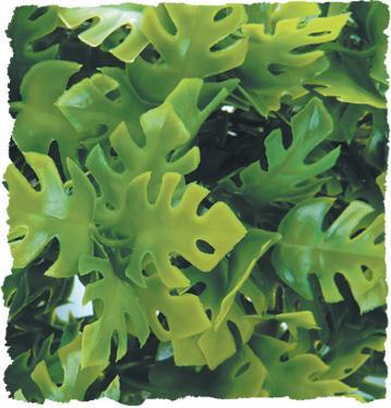 Zoo Med Amazonian Phyllo Bush Plant Small