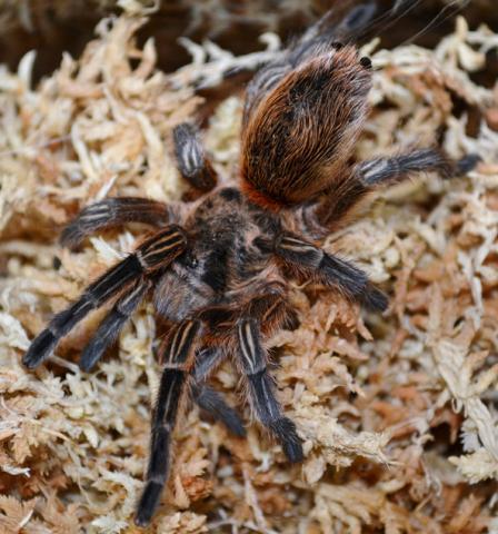 Chilean Copper Tarantulas