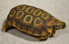 Speke's Hinge-back Tortoises