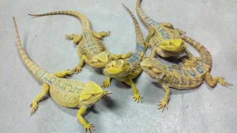 Adult Yellow Bearded Dragons w/minor nips