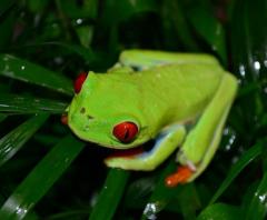 Adult Red Eyed Tree Frogs w/minor nose rub