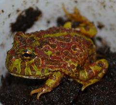 Baby High Red Ornate Pacman Frogs