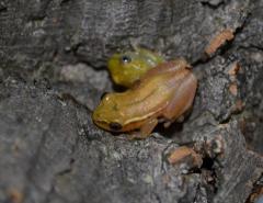 Mango Reed Frogs